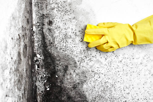 Best Attic Mold Removal  in Jerseyvle, IL