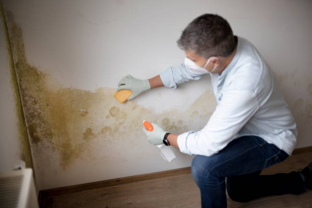 Best Biohazard Mold Removal  in Jerseyvle, IL