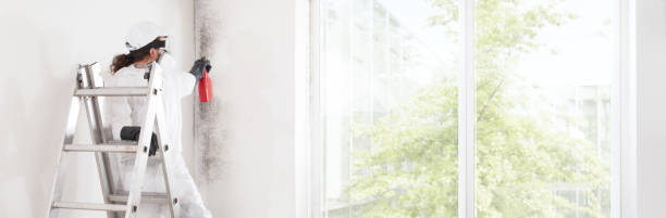 Best Emergency Mold Remediation  in Jerseyvle, IL